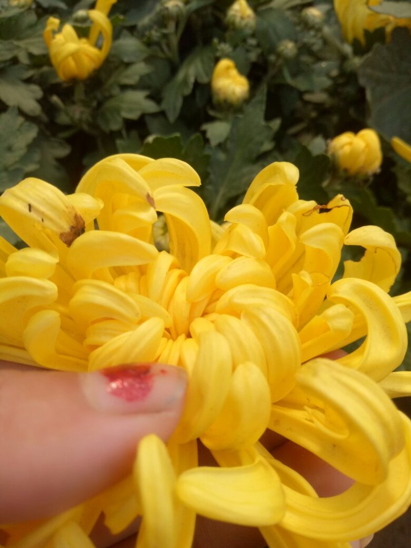 菊花苗