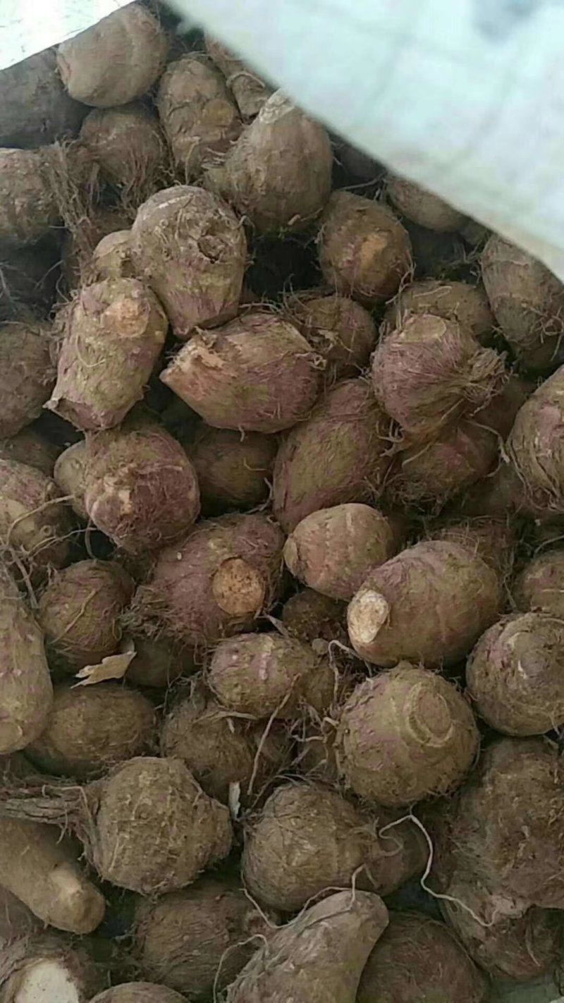 山东毛芋头，芋头，大球，中球，通货全国发货货源稳定