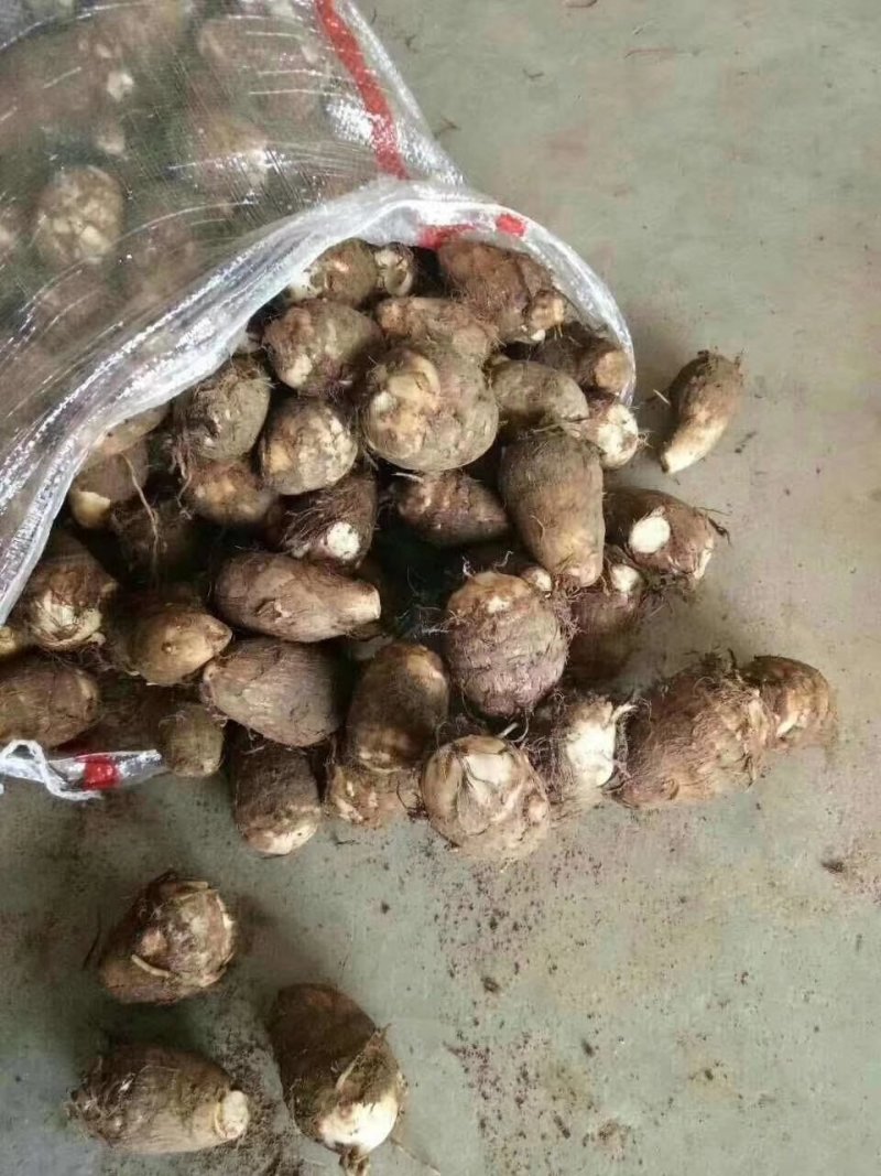 毛芋头，香芋种优质8520，山东优质芋头产地直发