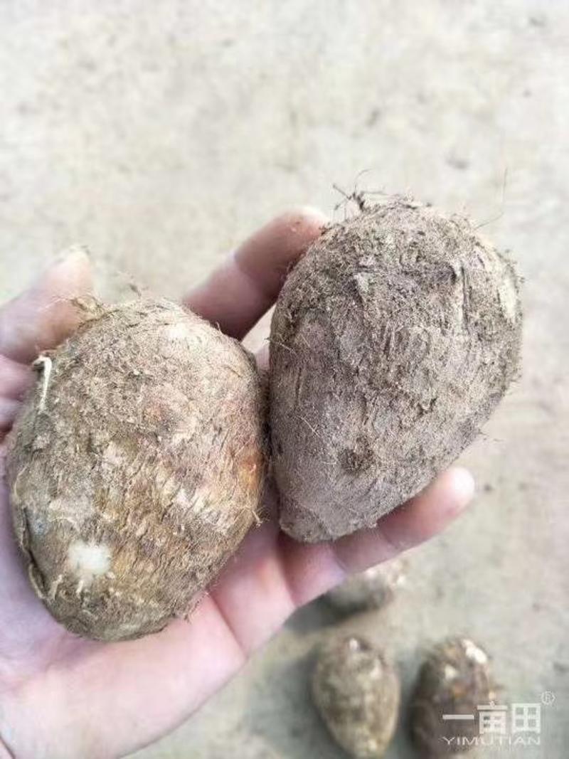 毛芋头，香芋种优质8520，山东优质芋头产地直发