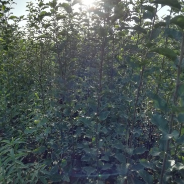 苹果树苗