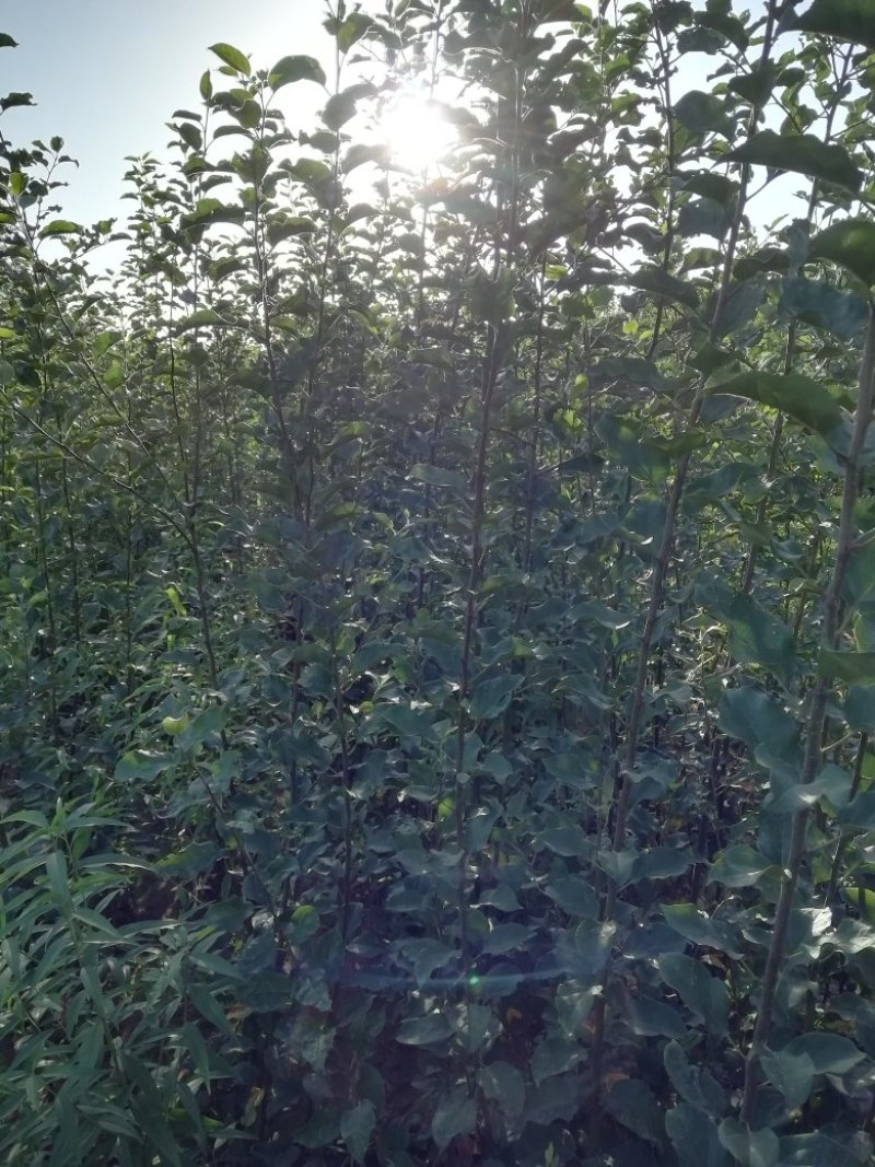 苹果树苗