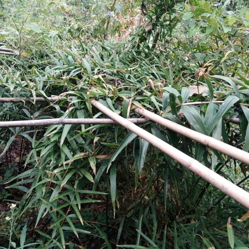 黄精块茎
