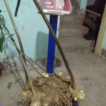 黄精块茎