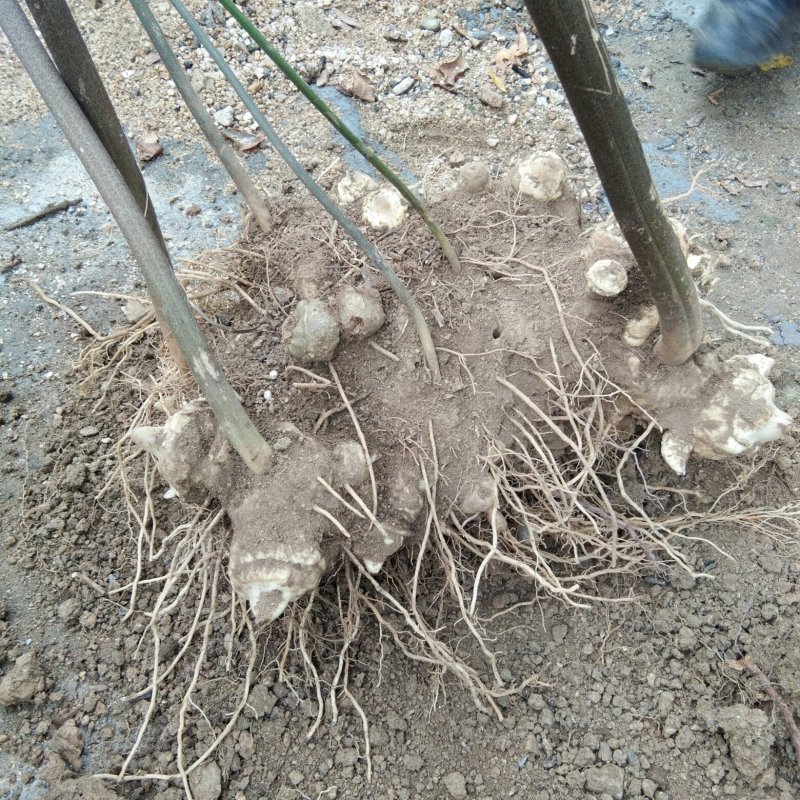 黄精块茎