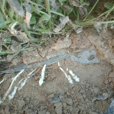 螺丝菜
