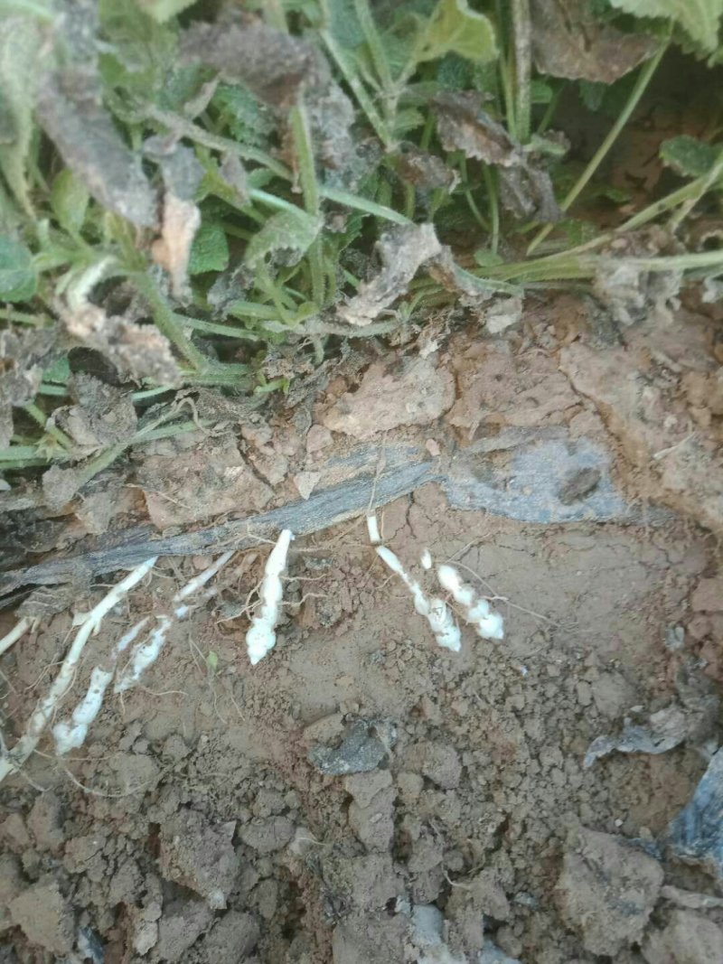螺丝菜