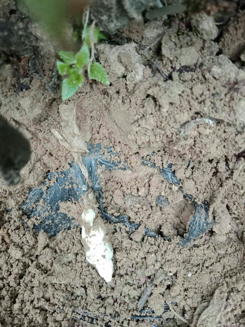 螺丝菜