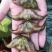 淮河大青菱大量上市，产地发货，一手货源，保质保量欢迎咨询