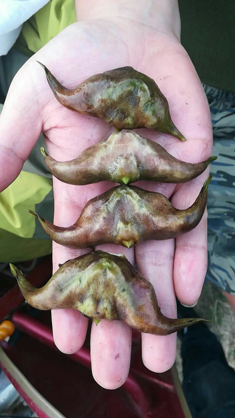 淮河大青菱大量上市，产地发货，一手货源，保质保量欢迎咨询