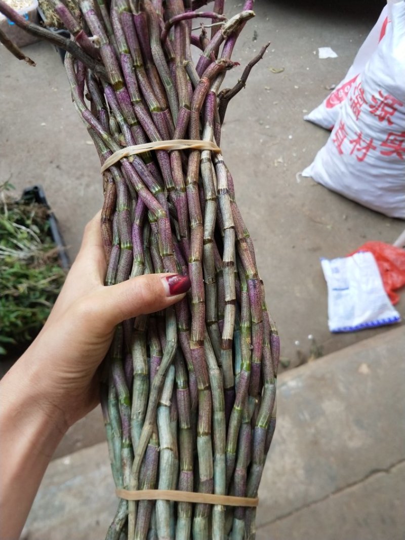 铁皮石斛鲜条