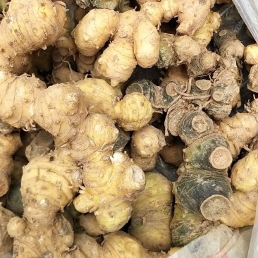 野生新鲜姜型甜黄精