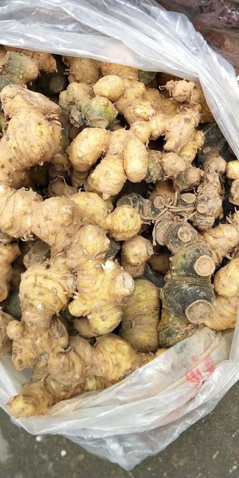 野生新鲜姜型甜黄精