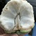 云南生态凤梨释迦
