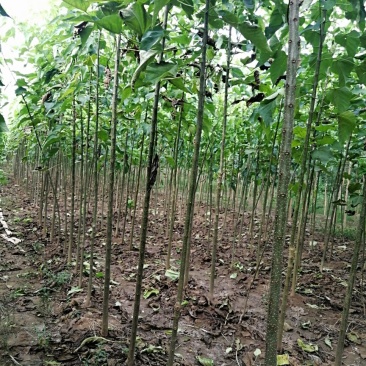 3公分楸树