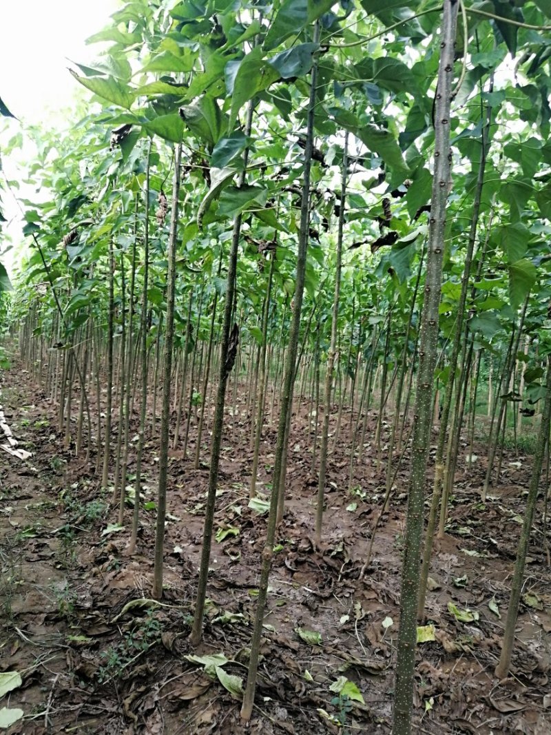 3公分楸树
