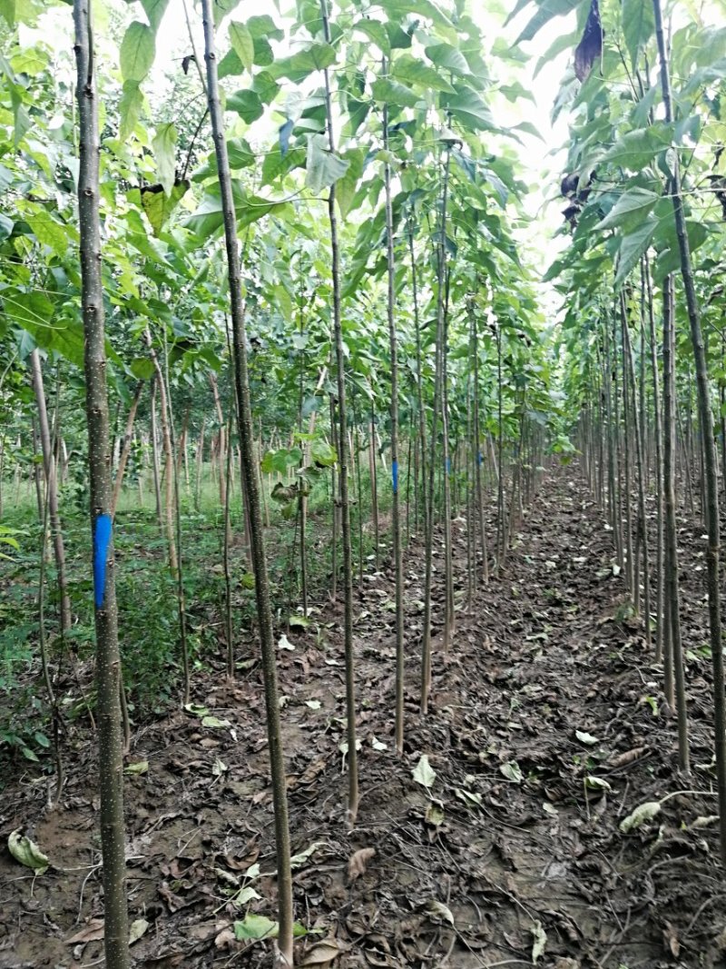 3公分楸树