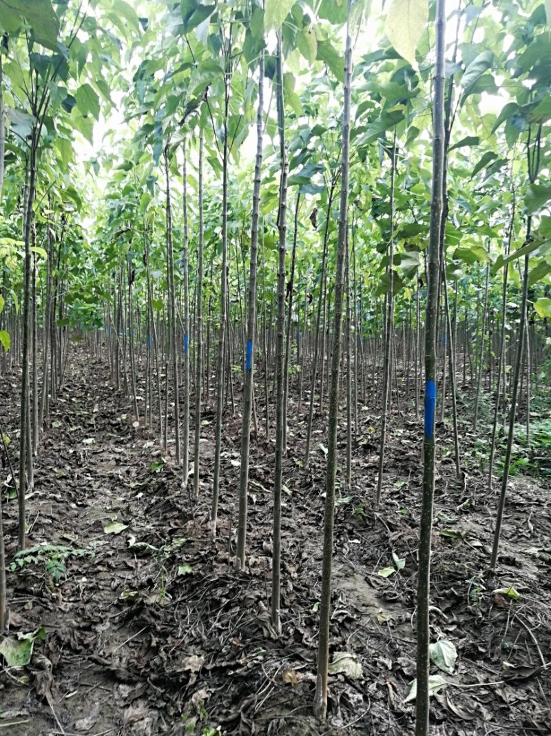 3公分楸树