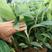新品种红香蕉苗南洋红香蕉苗组培育