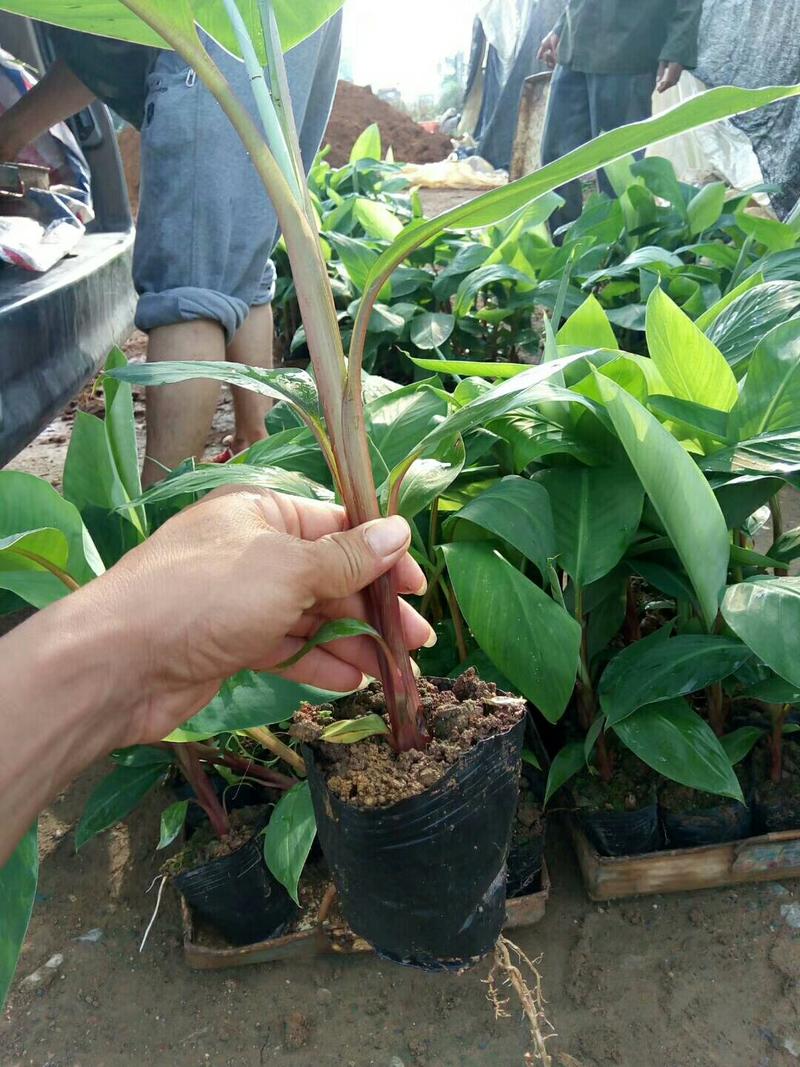 新品种红香蕉苗南洋红香蕉苗组培育