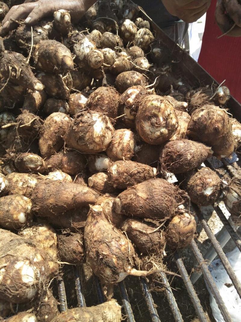 山东万亩优质毛芋头种植基地货源充足，质优价廉，保质保量
