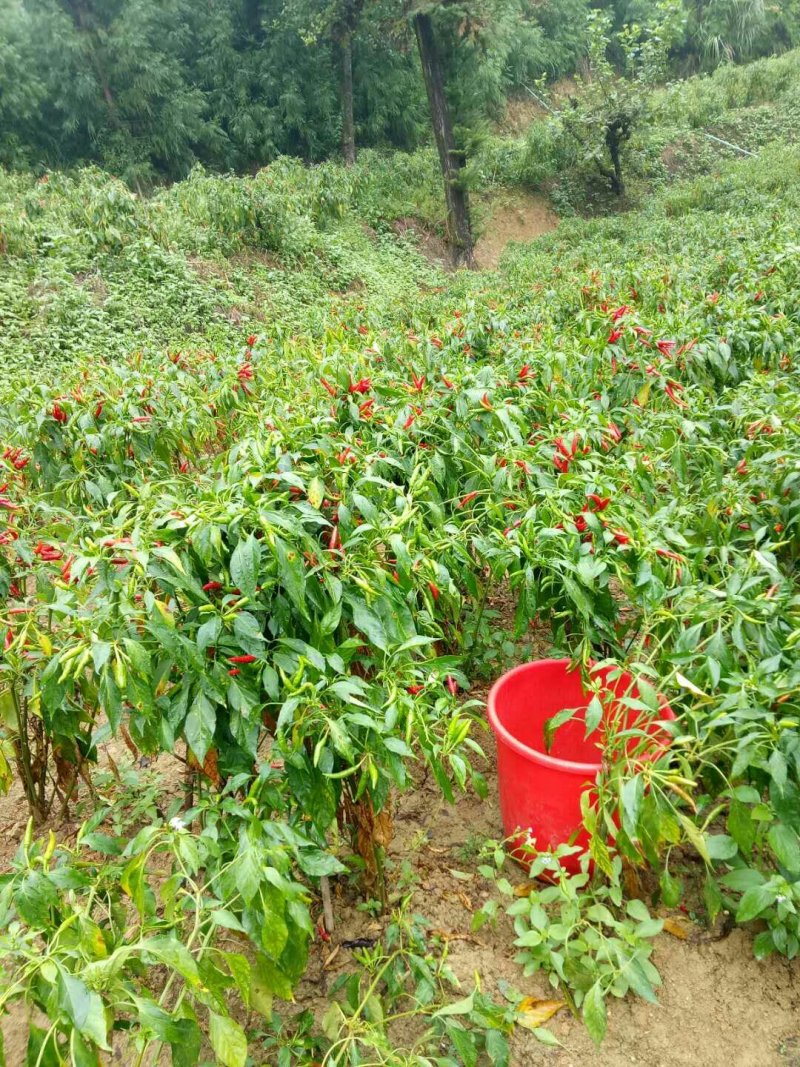 小米椒