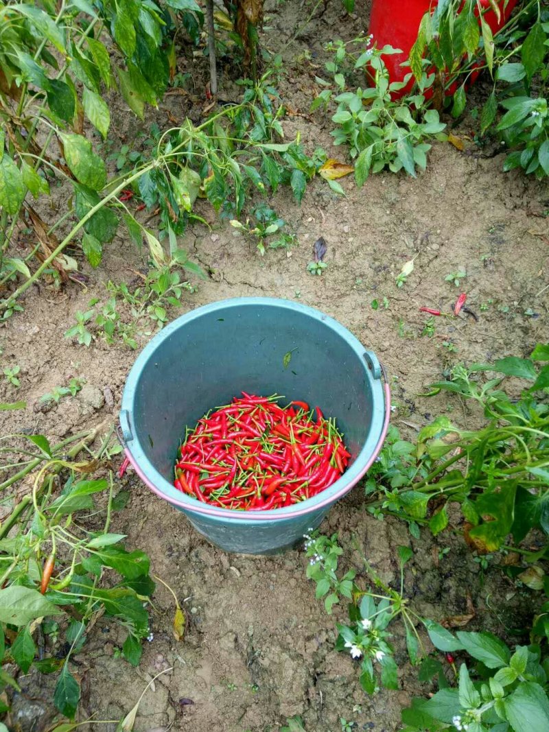 小米椒