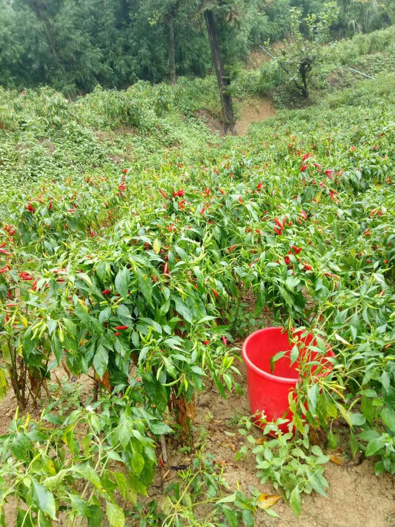小米椒