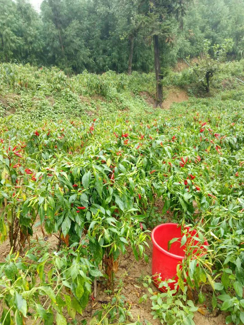 小米椒