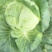 河南扁包菜大量上市