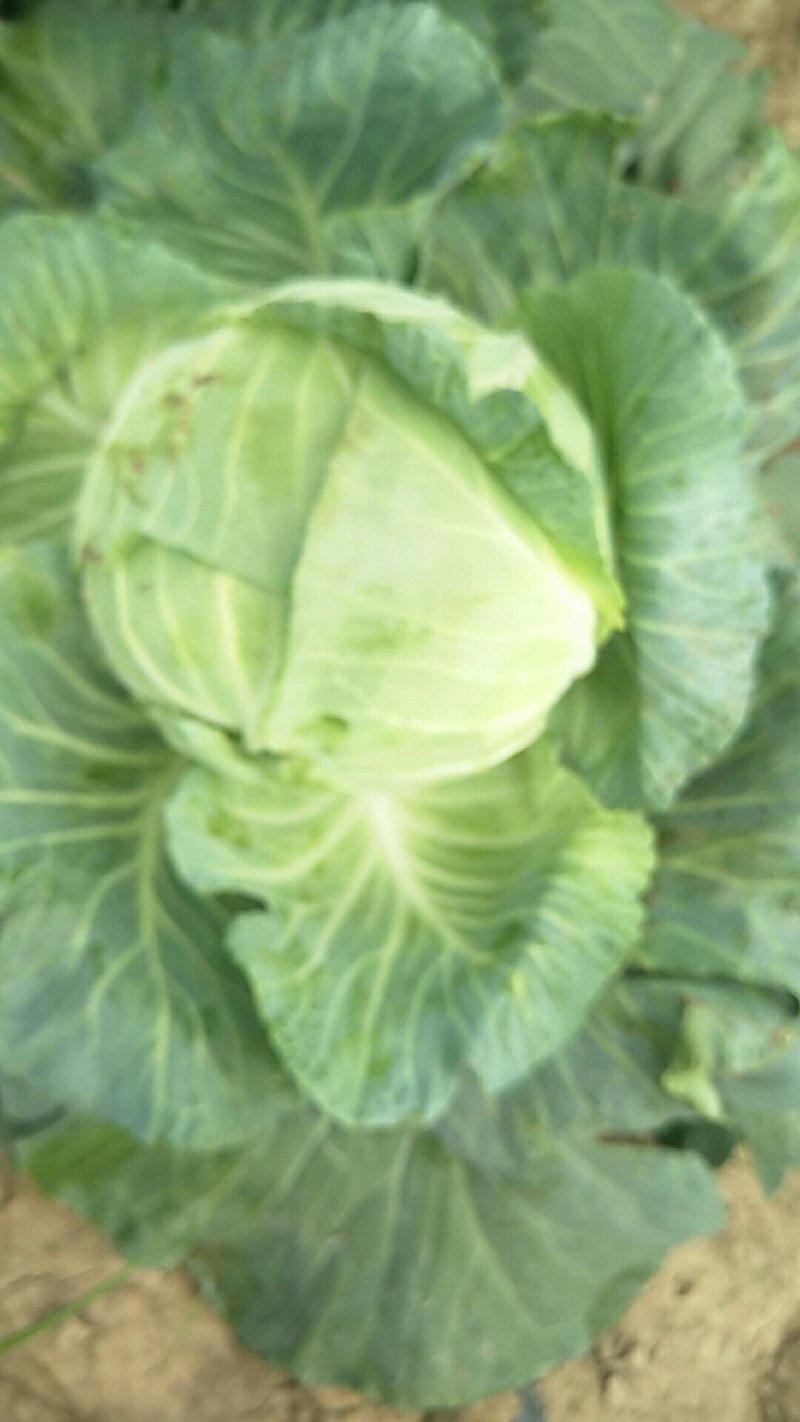 河南扁包菜大量上市