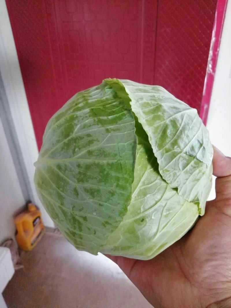 河南扁包菜大量上市