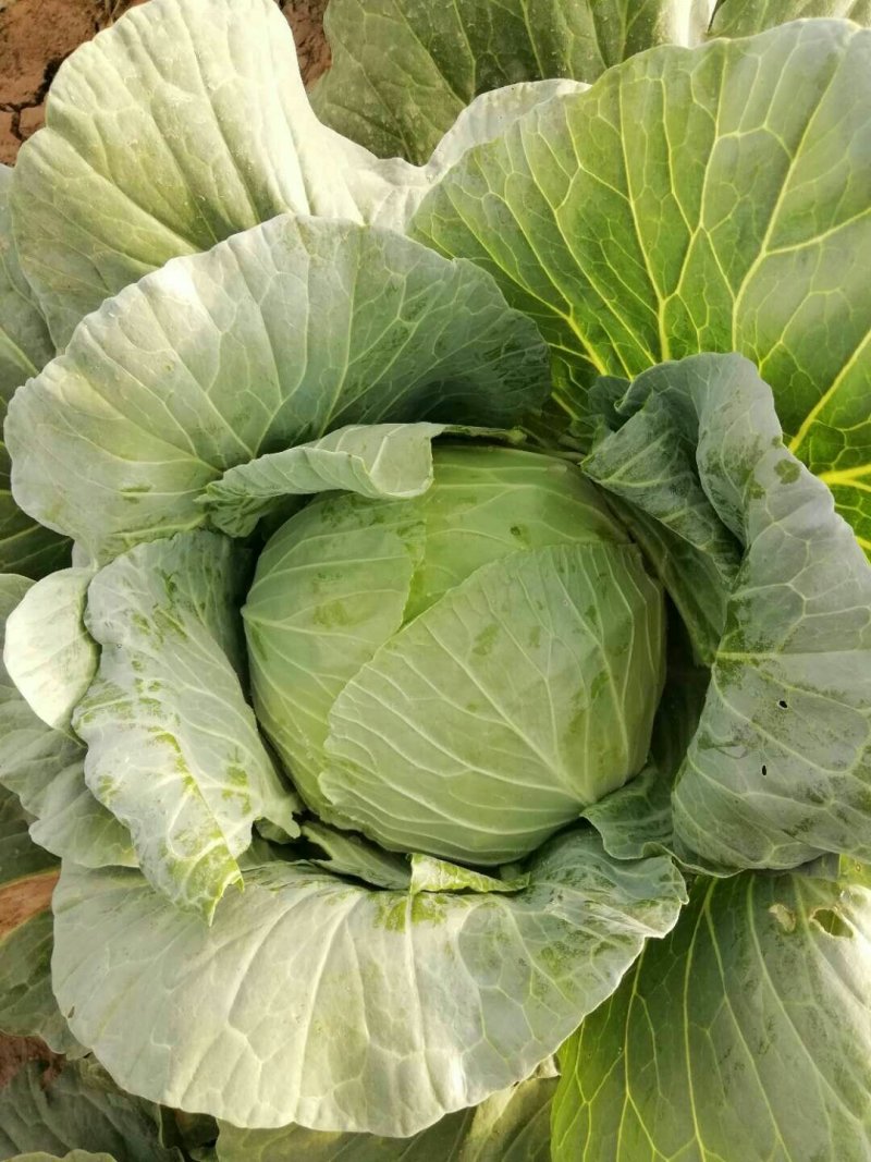 河南扁包菜大量上市