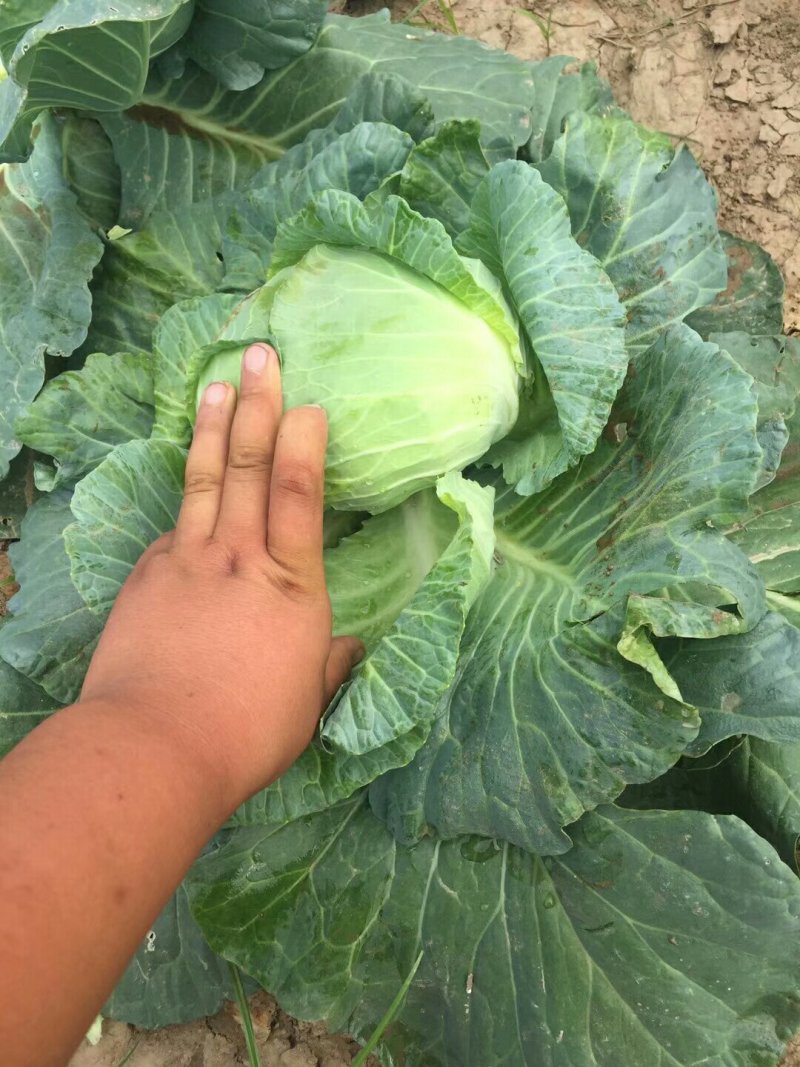 河南扁包菜大量上市