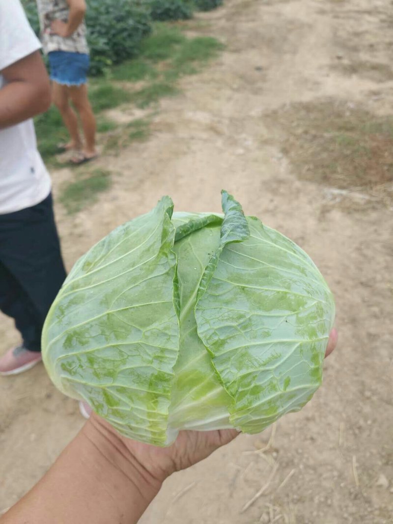 河南扁包菜大量上市