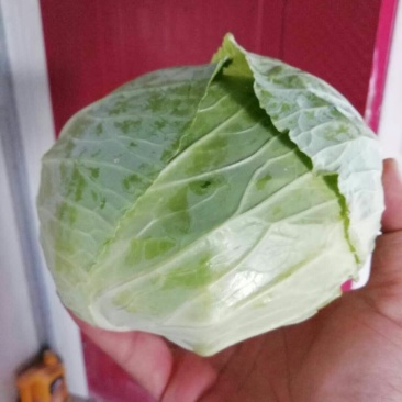河南扁包菜大量上市
