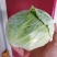 河南扁包菜大量上市