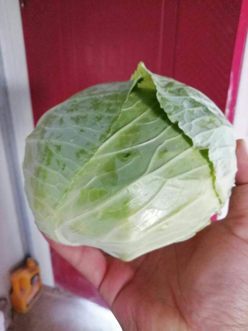 河南扁包菜大量上市