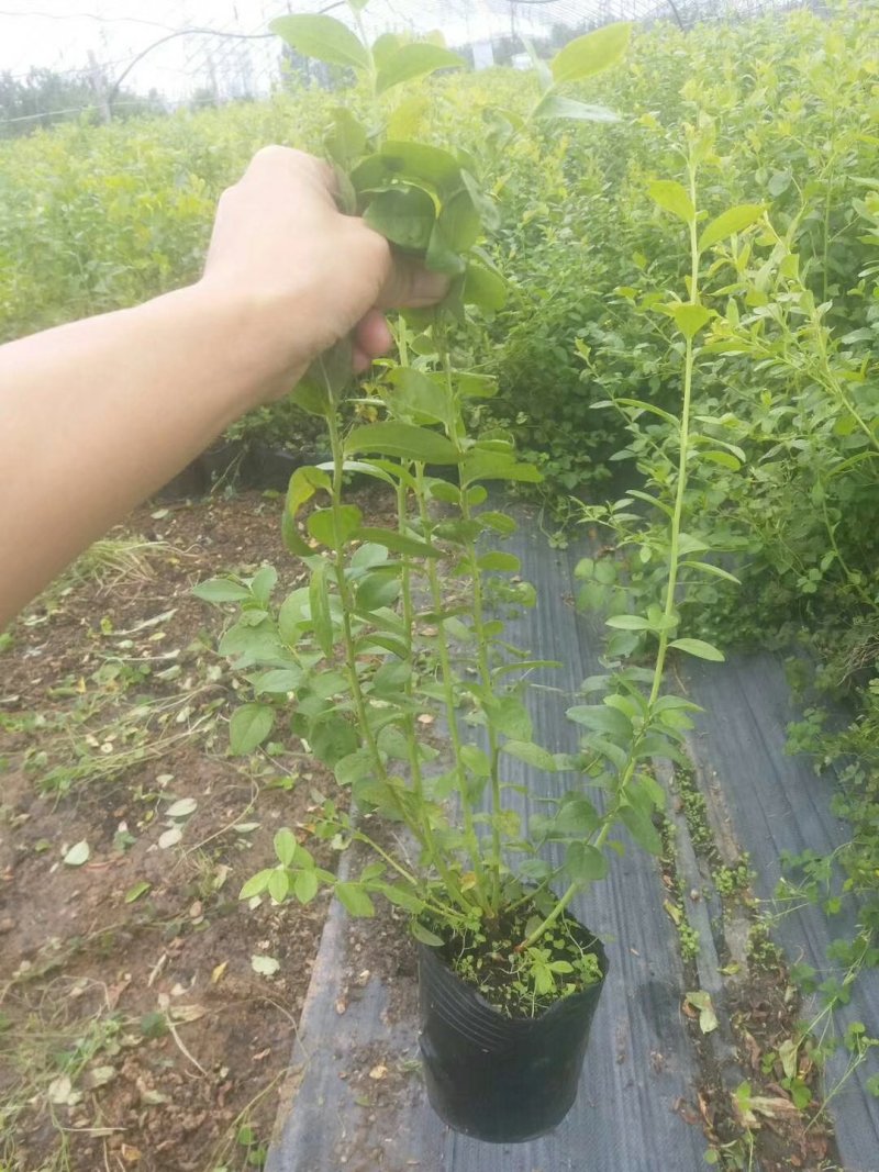 蓝莓苗，组培蓝莓苗，适合南北方种植，成活率高。