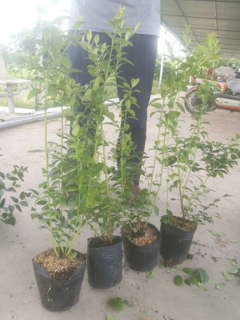 蓝莓苗，组培蓝莓苗，适合南北方种植，成活率高。