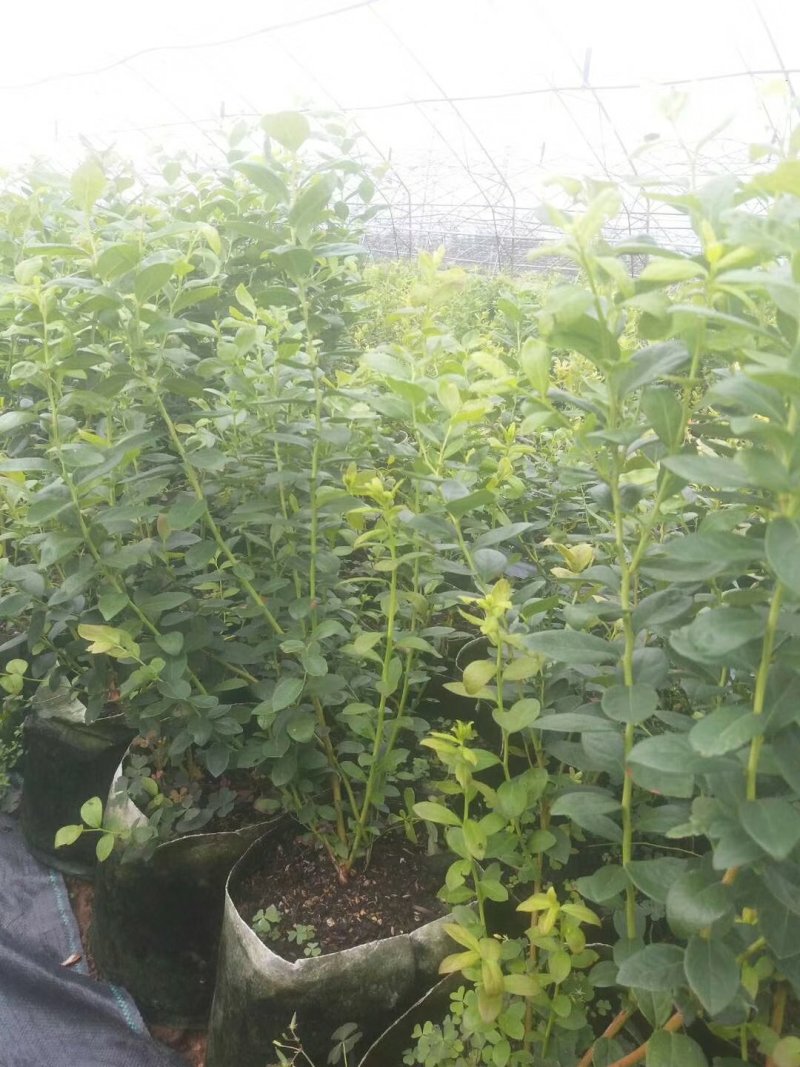 蓝莓苗，组培蓝莓苗，适合南北方种植，成活率高。