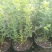 蓝莓苗，组培蓝莓苗，适合南北方种植，成活率高。