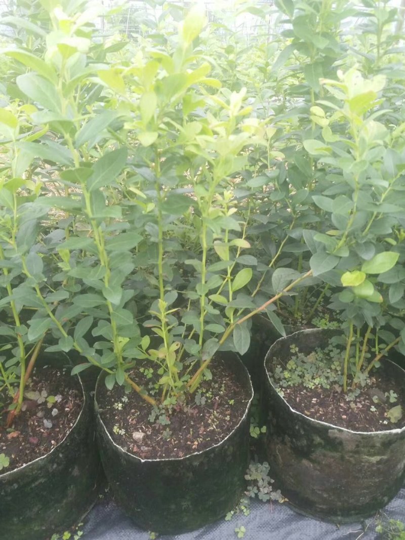 蓝莓苗，组培蓝莓苗，适合南北方种植，成活率高。