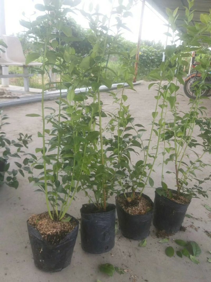 蓝莓苗，组培蓝莓苗，适合南北方种植，成活率高。