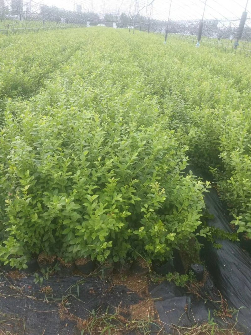 蓝莓苗，组培蓝莓苗，适合南北方种植，成活率高。