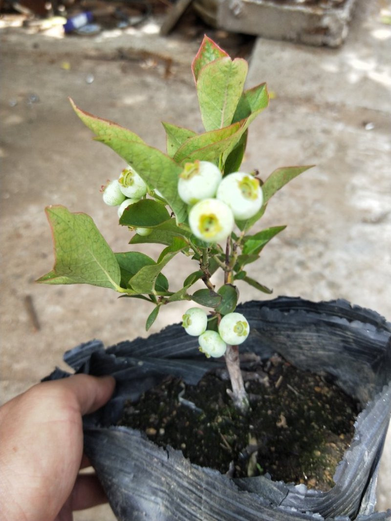 蓝莓苗，组培蓝莓苗，适合南北方种植，成活率高。