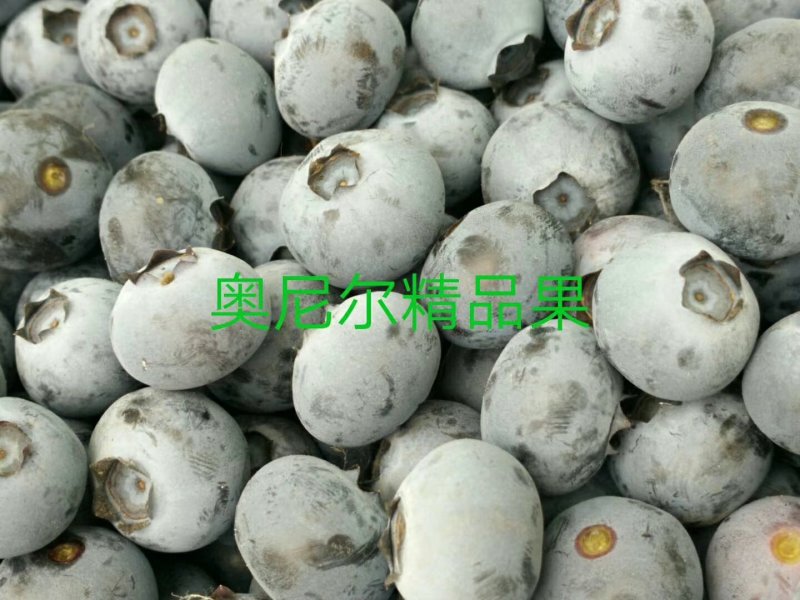 蓝莓苗，组培蓝莓苗，适合南北方种植，成活率高。