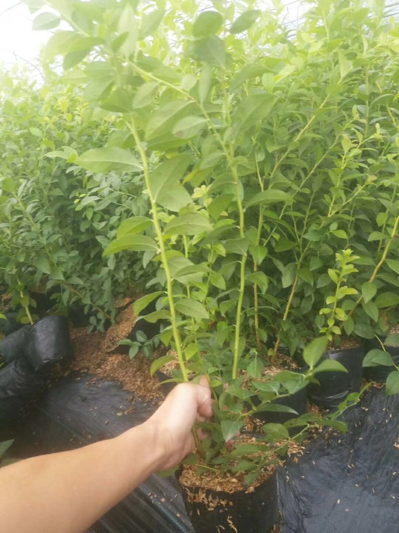 蓝莓苗，组培蓝莓苗，适合南北方种植，成活率高。