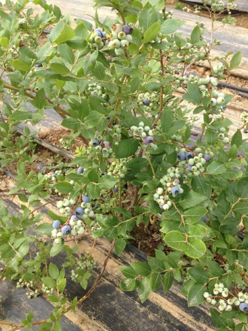 蓝莓苗，组培蓝莓苗，适合南北方种植，成活率高。