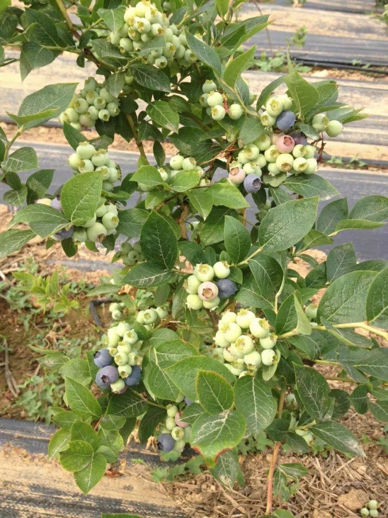 蓝莓苗，组培蓝莓苗，适合南北方种植，成活率高。